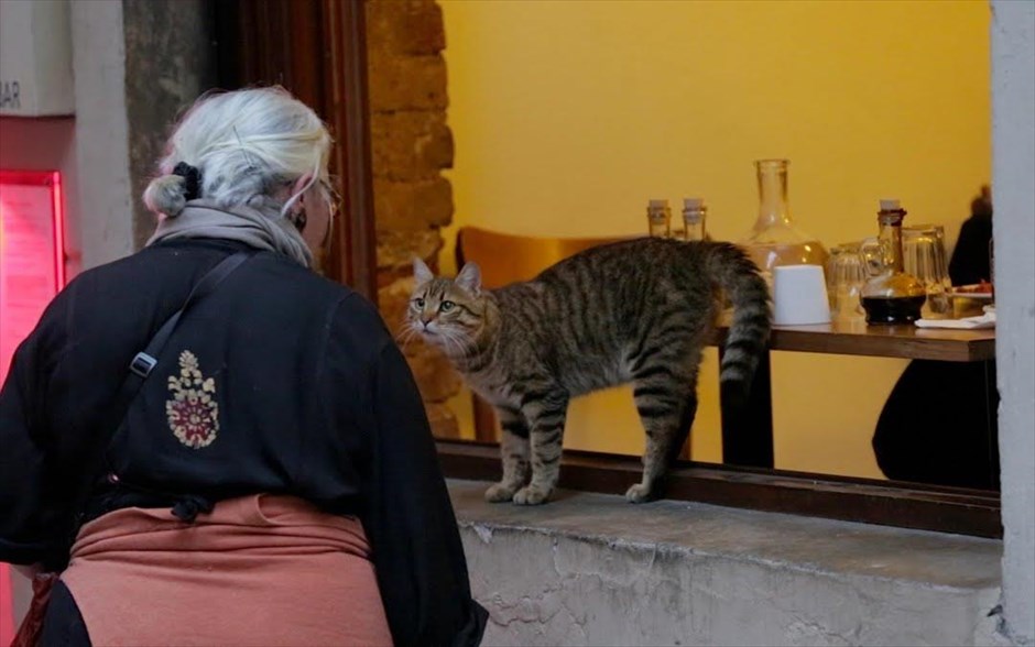 Οι γάτες της Κωνσταντινούπολης. Κερδίζοντας τις εντυπώσεις, όπου κι αν προβάλλεται, το τουρκικό ντοκιμαντέρ της Σαΐντα Τορούν είναι μια στοχαστική ταινία, με θέμα την αγάπη, την απώλεια, τη χαρά, τη μοναξιά και τη συντροφικότητα.