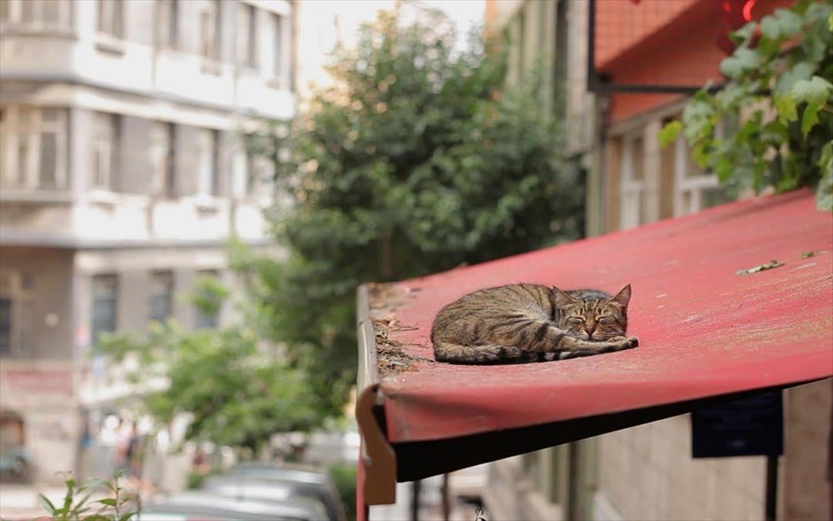 Οι γάτες της Κωνσταντινούπολης. Κερδίζοντας τις εντυπώσεις, όπου κι αν προβάλλεται, το τουρκικό ντοκιμαντέρ της Σαΐντα Τορούν είναι μια στοχαστική ταινία, με θέμα την αγάπη, την απώλεια, τη χαρά, τη μοναξιά και τη συντροφικότητα.