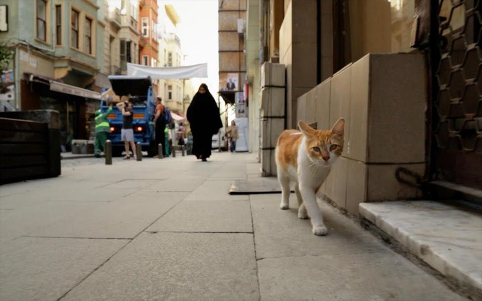 Οι γάτες της Κωνσταντινούπολης. Κερδίζοντας τις εντυπώσεις, όπου κι αν προβάλλεται, το τουρκικό ντοκιμαντέρ της Σαΐντα Τορούν είναι μια στοχαστική ταινία, με θέμα την αγάπη, την απώλεια, τη χαρά, τη μοναξιά και τη συντροφικότητα.