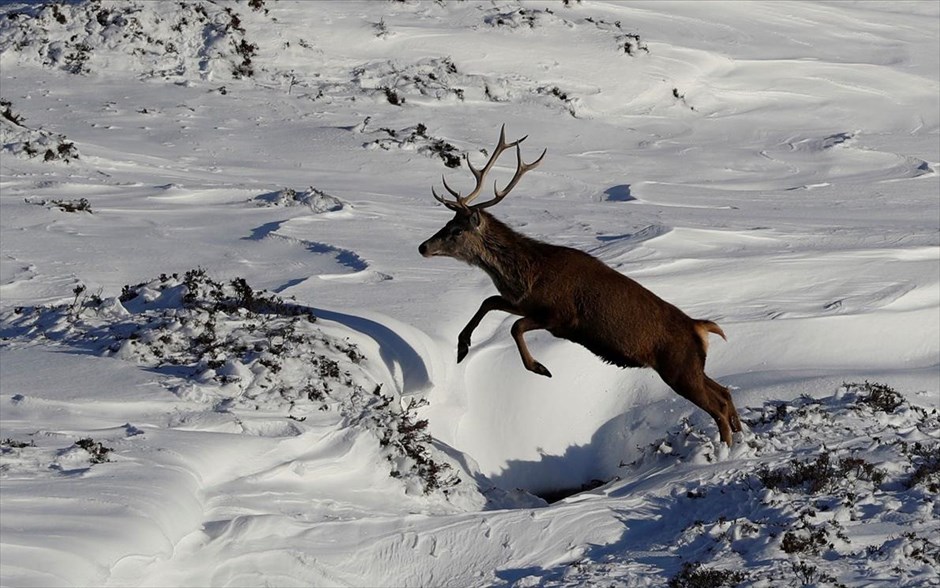 Χειμερινή Σκωτία . Ελάφι τρέχει στο χιόνι στο χειρμενινό θέρετρο&nbsp;Glenshee, στη Σκωτία.&nbsp;
&nbsp;
