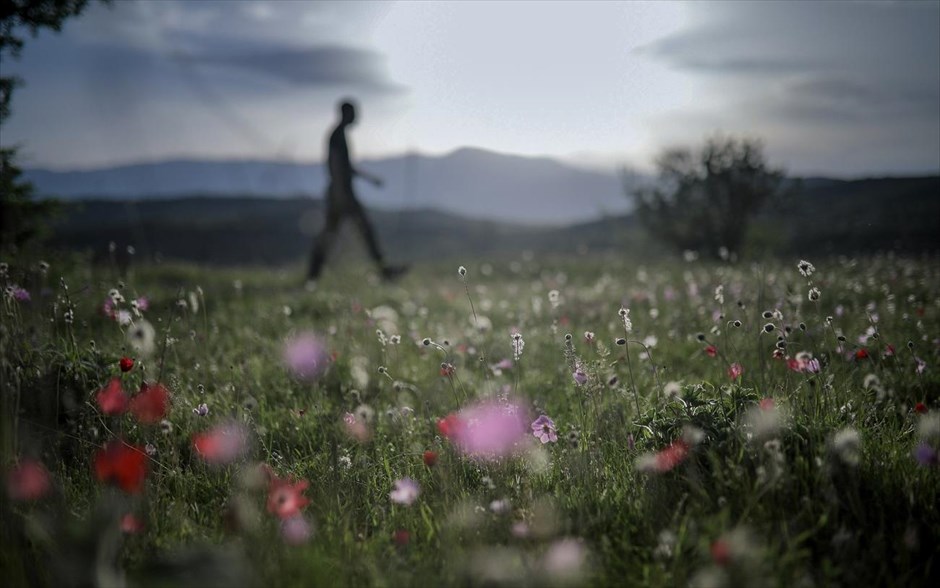 Ανοιξιάτικο σκηνικό στα Τρίκαλα. Ανθισμένα λουλούδια λίγο έξω από τα Τρίκαλα.