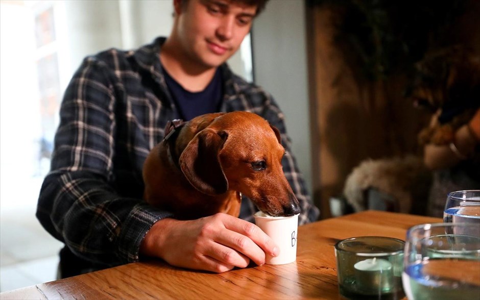 Πίνοντας «pupuccino» στο Λονδίνο. Ένας σκύλος ράτσας&nbsp;Ντάτσχουντ απολαμβάνει το&nbsp;«pupuccino» του στο καφέ Pug του Λονδίνου που για μία μέρα μεταμορφώθηκε σε καφέ&nbsp;Ντάτσχουντ προσφέροντας ειδικό μενού για τους τετράποδους θαμώνες του.&nbsp;
&nbsp;
&nbsp;