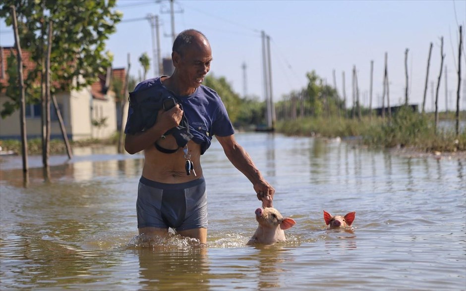Πλημμύρες στην Κίνα. Ένας άντρας βοηθά δύο μικρά γουρούνια να σωθούν από τις πλημμύρες, σε δρόμο&nbsp;του&nbsp;Σούγκουανγκ, στην Κίνα.&nbsp;&nbsp;