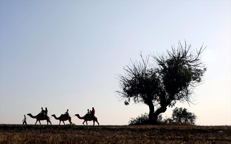 Βόλτα με καμήλες στην Κύπρο. Τουρίστες κάνουν βόλτα πάνω σε καμήλες κατά την επίσκεψή τους σε πάρκο που βρίσκεται στο χωριό&nbsp;Μαζωτός&nbsp;στην Κύπρο.&nbsp;