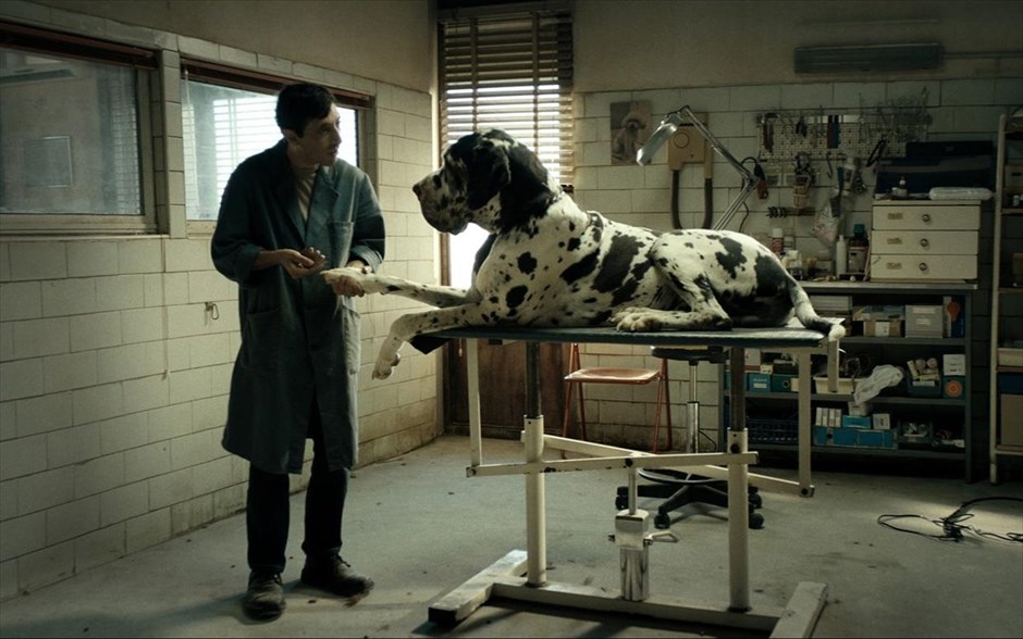 Dogman. Ο Ματέο Γκαρόνε του «Gomorra» επιστρέφει στην αθέατη πλευρά της Ιταλίας με την απίστευτη, κι όμως αληθινή, ιστορία ενός ανθρώπου της διπλανής πόρτας. Στις παρυφές μιας μητρόπολης, όπου ισχύει μόνο ο νόμος του πιο δυνατού, ο Μαρτσέλο, ένας μικροκαμωμένος και ευγενικός άντρας, μοιράζει τις μέρες του ανάμεσα σε ένα κομμωτήριο για σκύλους, την αγάπη του για την κόρη του και μία αμφιλεγόμενη σχέση υποταγής με τον Σιμόν -έναν πρώην πυγμάχο που τρομοκρατεί όλη τη γειτονιά.