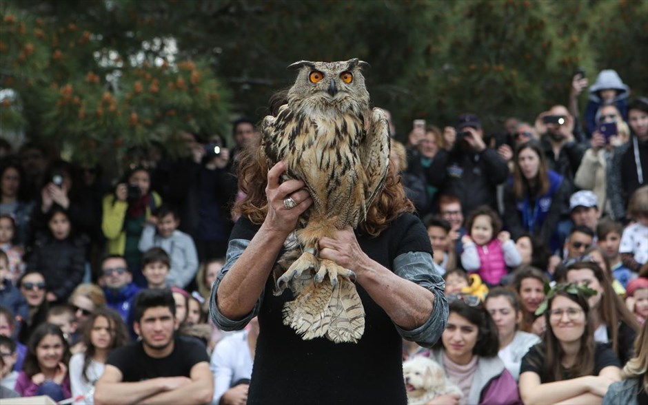Aπελευθέρωση άγριων πουλιών στον Υμηττό. Μέλη του&nbsp;Συλλόγου Προστασίας και Περίθαλψης Άγριας Ζωής ΑΝΙΜΑ απελευθερώνουν πουλιά στο Αισθητικό Δάσος Καισαριανής στον Υμηττό.&nbsp;