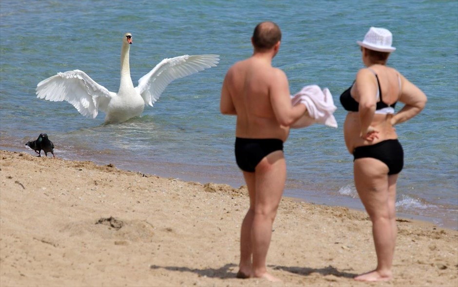 Κύκνειες βουτιές στην Κριμαία. Ένας κύκνος κολυμπάει σε παραλία με κόσμο στο λιμάνι της&nbsp;Γεβπατορίγια, στην Κριμαία.&nbsp;