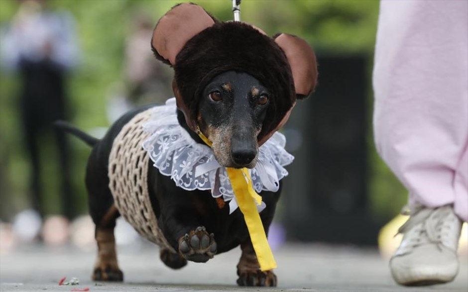 Γενέθλια με παρέλαση σκύλων. Σκύλοι της ράτσας&nbsp;Ντάτσχουντ συμμετέχουν σε παράλαση στο πλαίσιο των εορτασμών για τη συμπλήρωση 316 χρόνων από την ίδρυση της Αγίας Πετρούπολης.&nbsp;