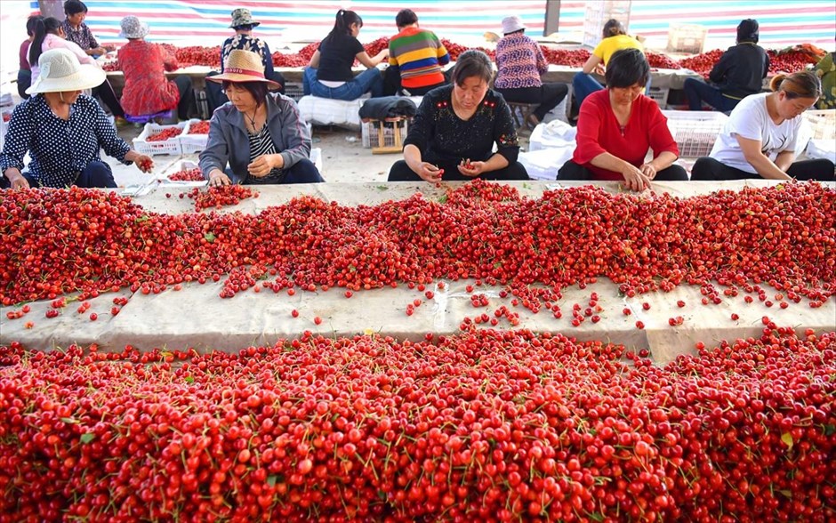 Εργασία στην Κίνα. Εργάτες ετοιμάζουν προς πώληση κεράσια σε αγορά της πόλης Τζιμπό, στην Κίνα. 