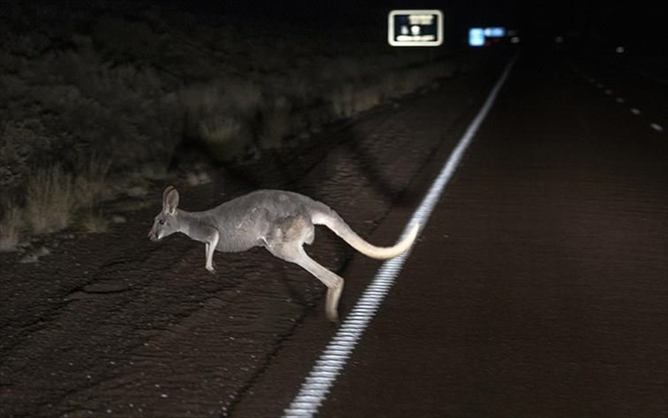 Platypus Trail: Εντυπωσιακές εικόνες από οδοιπορικό στην «πράσινη» Αυστραλία στο Athens Photo Festival . 