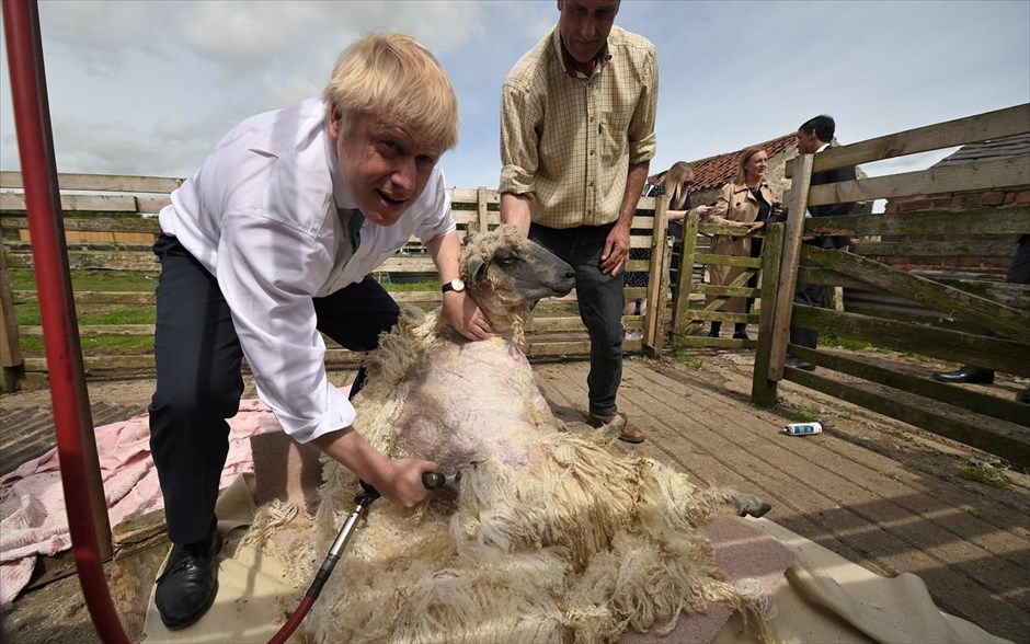 Κομμώσεις «Μπόρις Τζόνσον». Ο επικρατέστερος διάδοχος της Τερέζα Μέι στην πρωθυπουργία, Μπόρις Τζόνσον, κουρεύει ένα πρόβατο κατά την επίεσκεψή του σε φάρμα στο Νορθ Γιορκσάιρ.