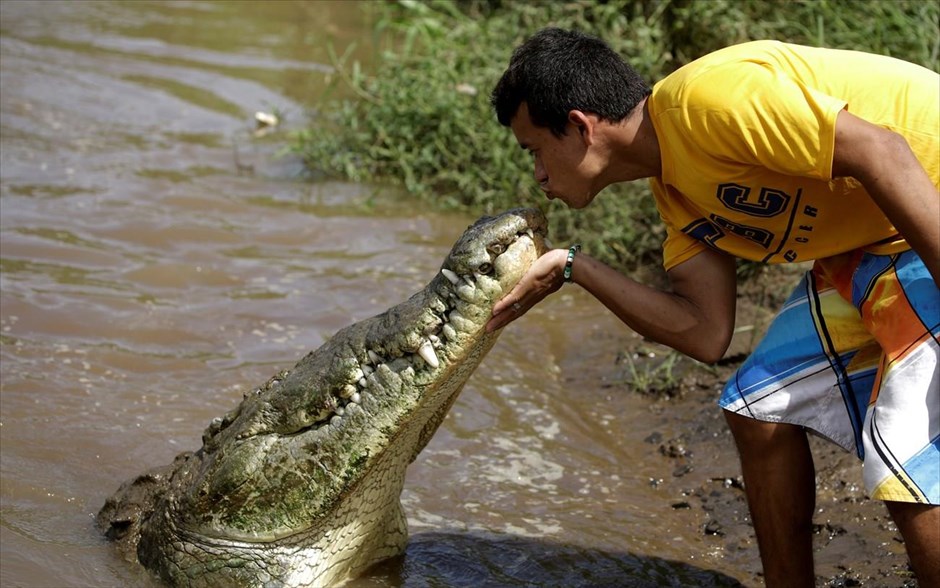 Επικίνδυνα φιλιά. Ο Juan Cerdas, του οποίου το χόμπι είναι το τάϊσμα άγριων κροκόδειλων, φιλάει ένα μεγάλο κροκόδειλο στον ποταμό Tarcoles στην Κόστα Ρίκα. Ο ποταμός Tarcoles είναι γνωστός για τον μεγάλο αριθμό κροκόδειλων που ζούνε στα νερά του. 