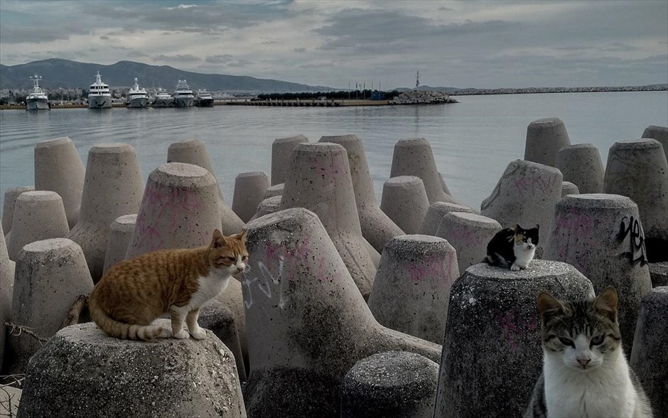 Αδέσποτες γάτες. Αδέσποτες γάτες στην Μαρίνα του Σταδίου Ειρήνης και Φιλίας, Αθήνα.