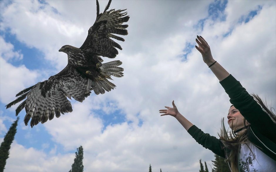 POY  2019. Απελευθέρωση απειλούμενων ειδών πουλιών στο δάσος Καισαριανής και επανένταξη τους στο φυσικό περιβάλλον