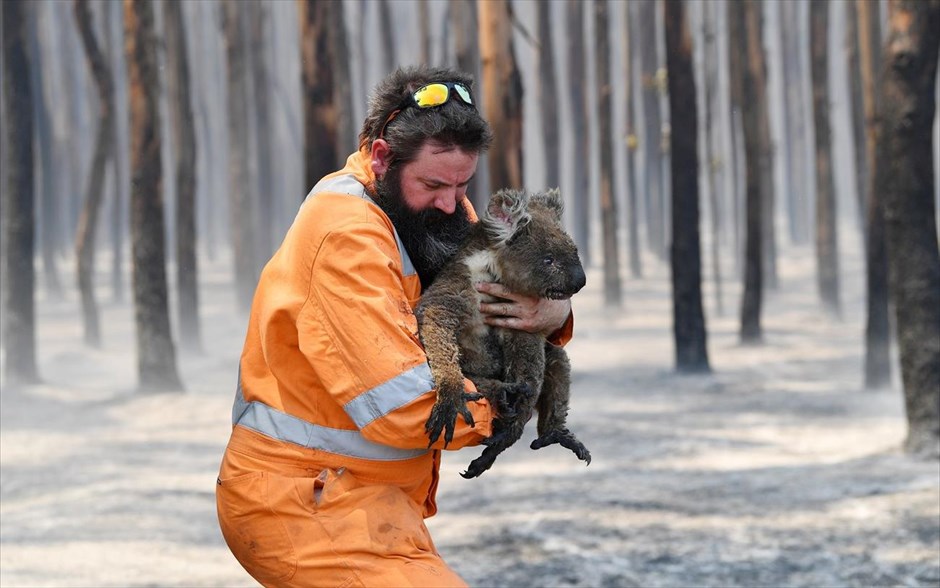January Best . 7 Ιανουαρίου 2020: Ο Simon Adamczyk διασώζει ένα κοάλα από τις πυρκαγιές σε δάσος στο νησί Καγκουρό (Kangaroo Island) της Αυστραλίας. 