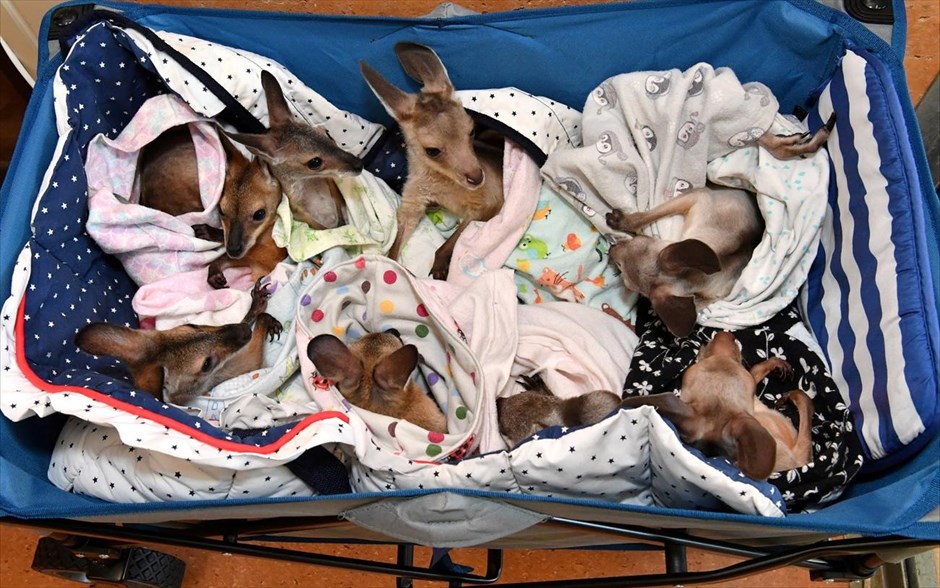 January Best . 15 Ιανουαρίου 2020: Μικρά καγκουρό που ορφάνεψαν λόγω διαφορετικών συγκυριών (επιθέσεις σκύλων, τροχαία ατυχήματα, πυρκαγιές, ξηρασίες) δέχονται τις περιποιήσεις των γιτρών στο Australia Zoo Wildlife Hospital. 