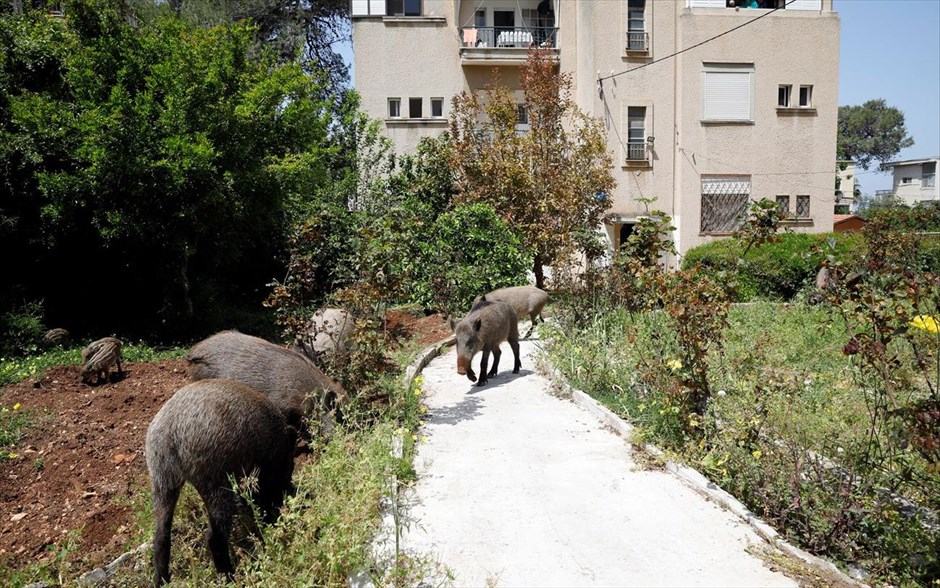 Covid-19: Τα ζώα επιστρέφουν στους δημόσιους χώρους . 