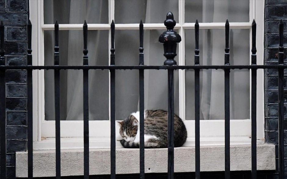 Ο Λάρι κοιμάται . Ο Λάρι η γάτα κοιμάται έξω από την Ντάουνινγκ Στριτ στο Λονδίνο