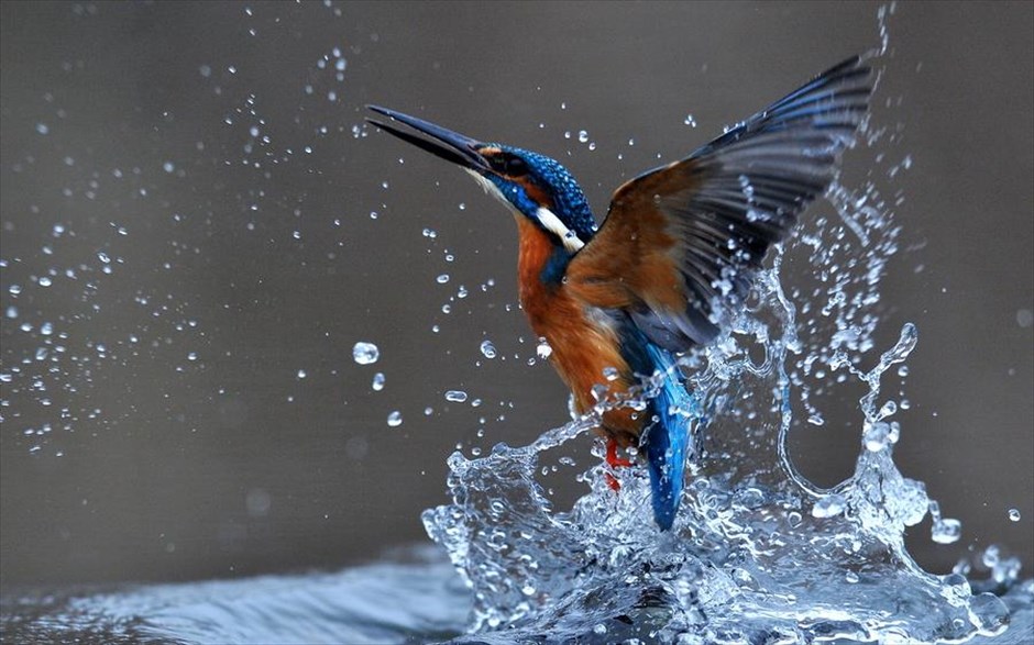 Βουτιά σε λίμνη της Ουγγαρίας. Ένας kingfisher (Alcedo atthis) επισκέφθηκε λίμνη της Ουγγαρίας
