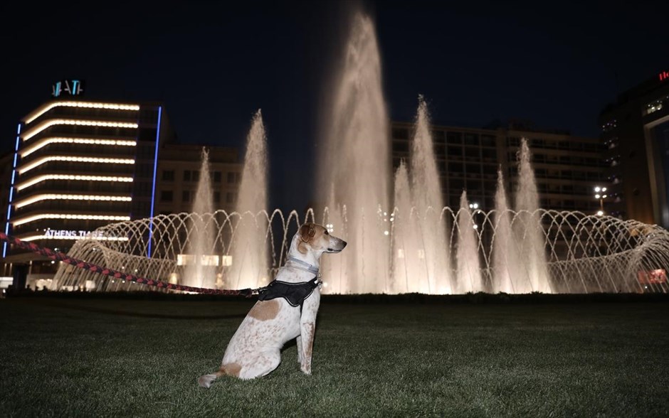 POY 2020. Ένας σκύλος ποζάρει στα εγκαίνια της ανακατασκευασμένης πλατείας Ομονοίας