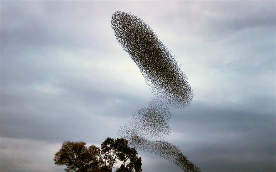POY 2020. Ψαρόνια πετάνε σε εντυπωσιακό σχηματισμό πάνω από το Ναύπλιο 