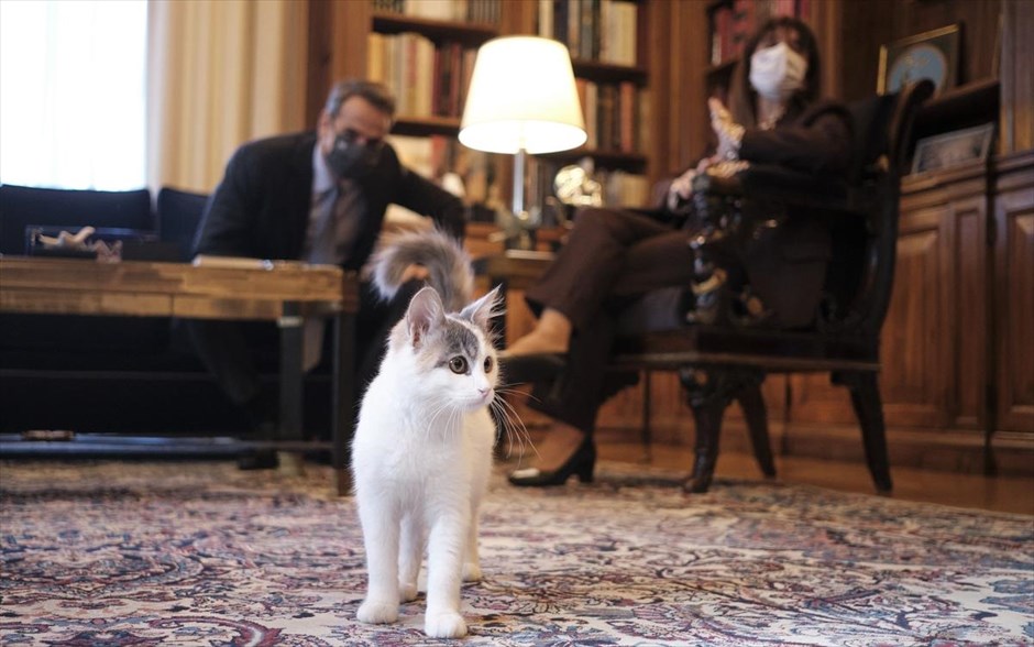 POY 2020. Η γάτα της ΠτΔ, Κατερίνας Σακελλαροπούλου, έκλεψε την παράσταση στην συνάντηση με τον πρωθυπουργό, Κυριάκο Μητσοτάκη