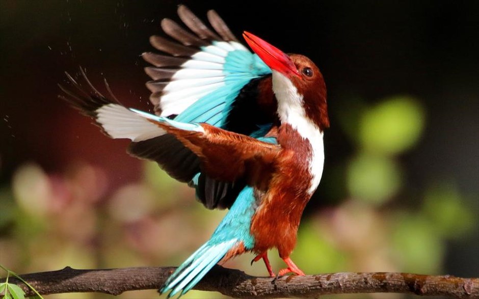 POY 2021. Μια αλκυόνα (Halcyon smyrnensis) κάθεται πάνω σε ένα δέντρο στη Λαχόρη του Πακιστάν.