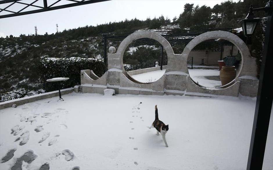 Κακοκαιρία Ελπίς . Μια γάτα περπατάει στην χιονισμένη αυλή καταστήματος στην Πεντέλη,  