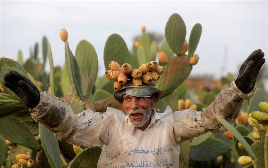 Τραγουδώντας στο αγρόκτημα . Ένας εργάτης, σε αγρόκτημα στο Αλ Καλιουμπίγια στην Αίγυπτο, τραγουδά έχοντας φραγκόσυκα στο κεφάλι του καθώς, σύμφωνα με αγρότες, η παραγωγή τους αυξάνεται λόγω της χαμηλής κατανάλωσης νερού και της ικανότητάς του να αντέχουν σε ακραίες θερμοκρασίες. 
 