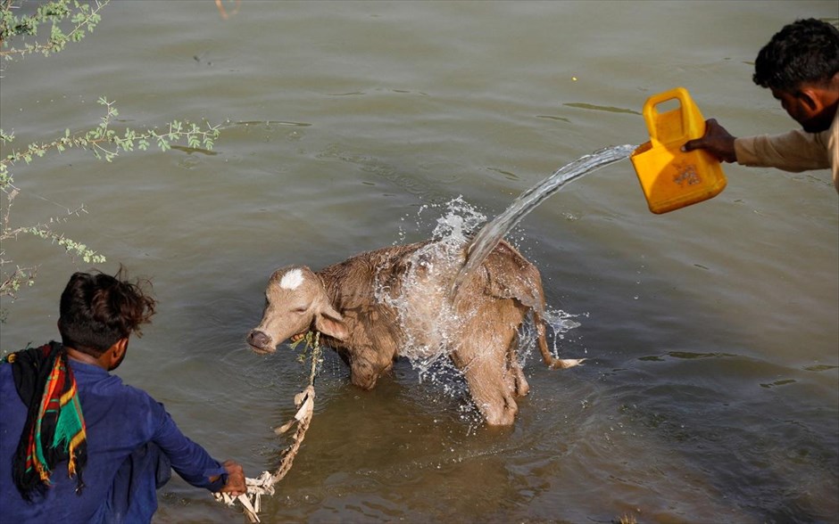 Μουσώνες στο Πακιστάν. Άνδρες που εκτοπίστηκαν από την κατοικία τους στην πόλη Sehwan του Πακιστάν, ξεπλένουν το ζώο τους από τις λάπσες. Προηγήθηκαν βροχές και πλημμύρες κατά την περίοδο των μουσώνων. 