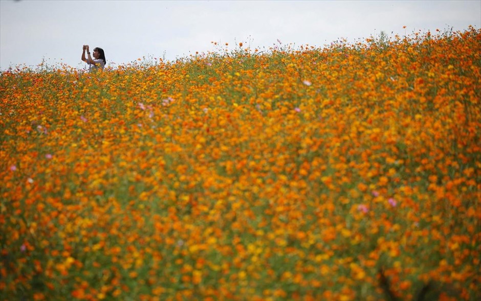 Μούσα η φύση. Μία κοπέλα φωτογραφίζει ένα χωράφι με λουλούδια σε πάρκο στο Ανσεόνγκ της Νότιας Κορέας.
