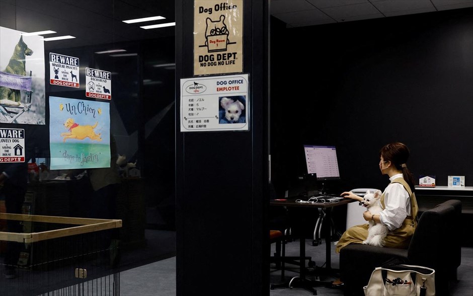 Dog office στην Ιαπωνία. Η Yuka Hatagaki εργάζεται έχοντας για παρέα τον σκύλο της στο «γραφείο σκύλων», που λειτουργεί σε ένα κτίριο της Fujitsu στο Καβασάκι της Ιαπωνίας. Το κτίριο έχει χωρίσει τα γραφεία με σκύλο και χωρίς, και θα λειτουργήσει με αυτό τον τρόπο δοκιμαστικά μέχρι το τέλος του έτους. 
 