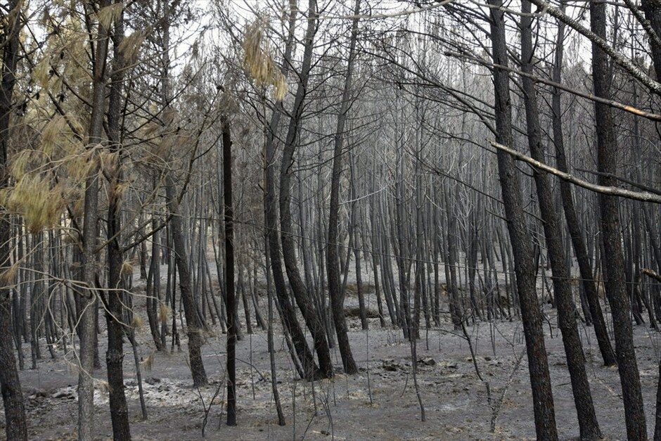 Ισπανία: Μαίνεται πυρκαγιά στα Κανάρια νησιά #2. Σε πύρινο κλοιό βρίσκονται τα Κανάρια Νησιά στην Ισπανία, με τις φλόγες να απειλούν κατοικημένες περιοχές και το εθνικό πάρκο του Γκαραχονάι.  Η πυκνή ομίχλη σε χαμηλό ύψος εμπόδισε την απογείωση δύο υδροπλάνων που εστάλησαν από την ισπανική κυβέρνηση για να ενισχύσουν τις προσπάθειες πέντε ελικοπτέρων που επιχειρούν στο σημείο της πυρκαγιάς. Οι αρχές έχουν προχωρήσει σε εκκενώσεις, με αποτέλεσμα περισσότεροι από 600 κάτοικοι να έχουν απομακρυνθεί από τις εστίες τους.