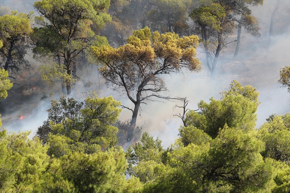 Mεγάλη δασική πυρκαγιά στην Κερατέα #4. Σε εξέλιξη βρίσκεται μεγάλη δασική πυρκαγιά που εκδηλώθηκε το μεσημέρι στην Κερατέα. Η φωτιά μαίνεται στην περιοχή του Διονύσου και απειλεί σπίτια στους οικισμούς Τρέπες και Δασκαλειό, ενώ έχουν προκληθεί ζημιές σε πέντε κατοικίες. Ενισχύθηκαν οι πυροσβεστικές δυνάμεις.