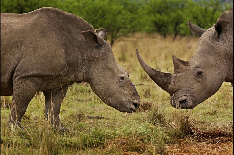 World Press Photo 2011 #11. Ο φωτογράφος του πρακτορείου Getty Images Brent Stirton, από τη Ν. Αφρική, κέρδισε το πρώτο βραβείο στην κατηγορία «Nature Stories» με τη σειρά «Rhino Wars». Στη φωτογραφία του απεικονίζεται ένας θηλυκός ρινόκερος, που λαθροκυνηγοί του έχουν αφαιρέσει το κέρατο του. Το κέρατο του ρινόκερου είναι πιο ακριβό και από τον χρυσό στη διεθνή αγορά, ενώ μόνο στη Ν. Αφρική το 2011 περισσότεροι από 400 ρινόκεροι θανατώθηκαν για το πολύτιμο κέρατο τους.