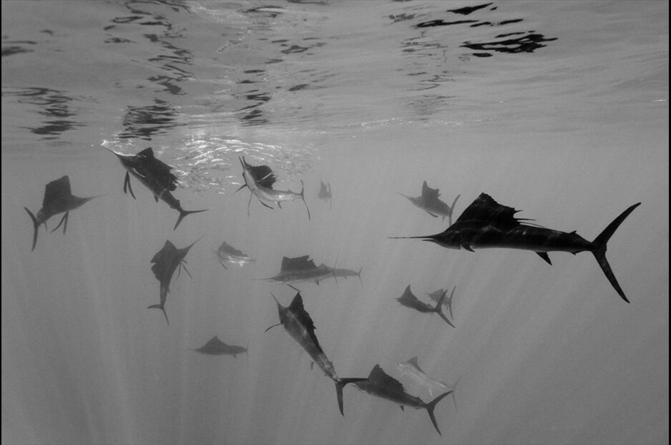 World Press Photo 2010 #17. 2ο βραβείο, κατηγορία Nature Single. / Reinhard Dirscherl