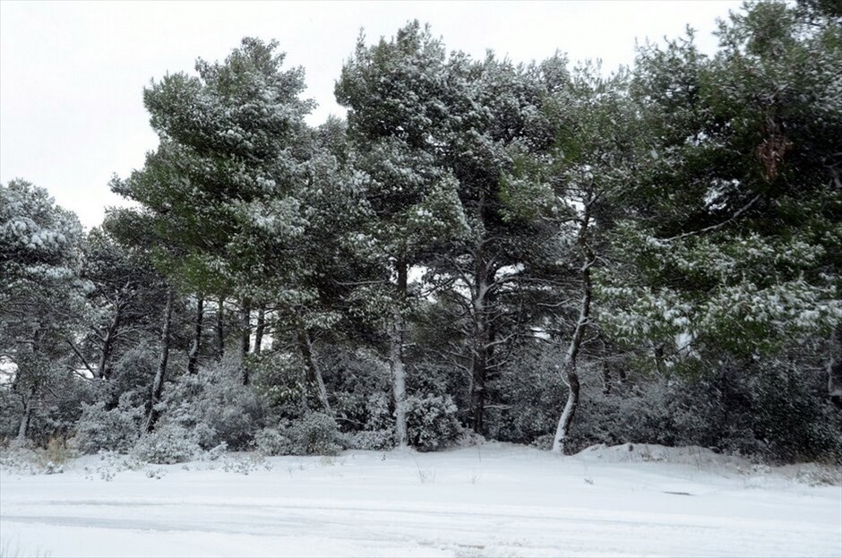 Χιόνια στην Αττική #21. Πυκνή είναι από το πρωί η χιονόπτωση στην Αττική, ακόμη και στο κέντρο της Αθήνας. Το έστρωσε στα βόρεια προάστια, με τον υδράργυρο λίγο πάνω από το μηδέν.