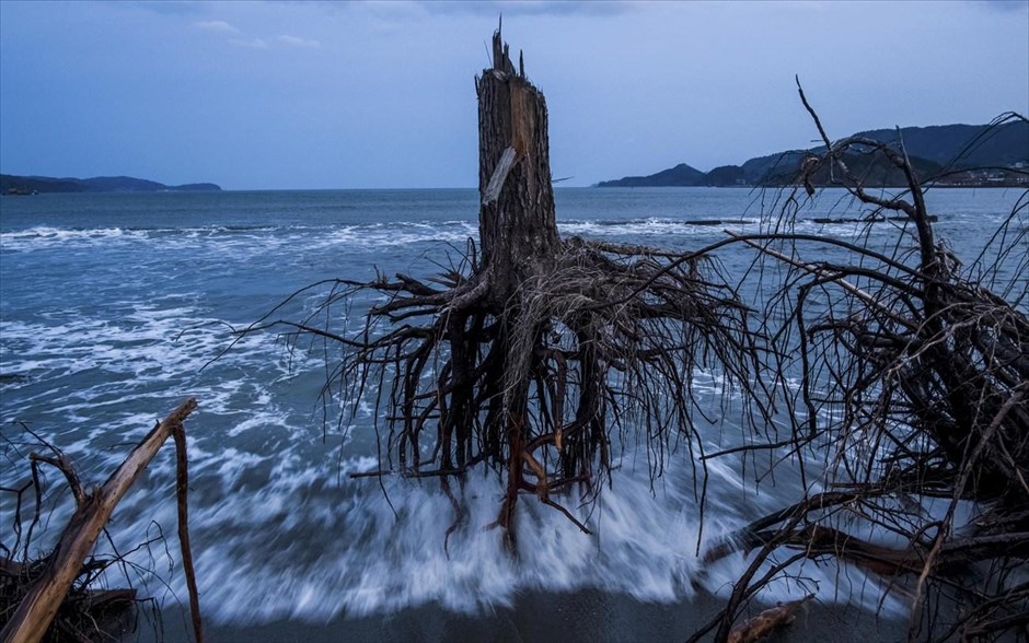 World Press Photo #5. Ο Αυστραλός φωτογράφος Daniel Berehulak του «Getty Images» τιμήθηκε με το τρίτο βραβείο στην κατηγορία «General News Stories» του διαγωνισμού World Press Photo of the Year 2012, με τη σειρά «Η Ιαπωνία μετά το κύμα». Στη φωτογραφία με ημερομηνία 7 Μαρτίου 2012, απεικονίζονται ξεριζωμένα πεύκα &nbsp;κατά την διάρκεια του τσουνάμι στην παραλία «Rikuzentakata».