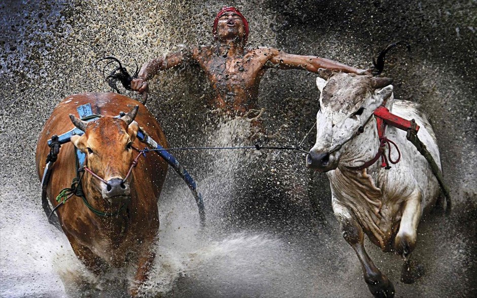 World Press Photo #6. Ο φωτογράφος Chen Wei Seng από τη Μαλαισία τιμήθηκε με το πρώτο βραβείο στην κατηγορία «Sports Action Single» του διαγωνισμού World Press Photo of the Year 2012. Στη φωτογραφία με ημερομηνία 12 Φεβρουαρίου 2012, απεικονίζεται ένας ανακουφισμένος αναβάτης σε αγώνα με ταύρους στο&nbsp;Batu Sangkar, στη Δυτική Σουμάτρα.