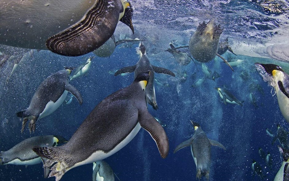World Press Photo #17. Ο Καναδός φωτογράφος&nbsp;Paul Nicklen τιμήθηκε με το πρώτο βραβείο στην κατηγορία «Nature Stories» του&nbsp;διαγωνισμού World Press Photo of the Year 2012, για τη σειρά «Βασιλικοί πιγκουΐνοι». Η φωτογραφία με ημερομηνία 18 Νοεμβρίου 2012, απεικονίζει μια ομάδα βασιλικών πιγκουΐνων που κολυμπούν στη Θάλασσα Ρος, στην Ανταρκτική.