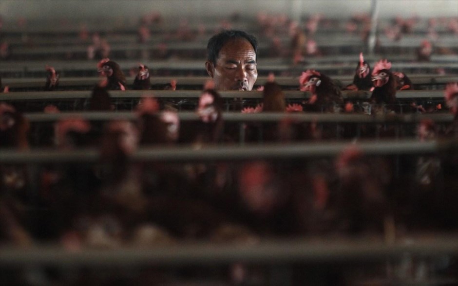 Αποστολή ειδικών του ΠΟΥ στην Κίνα για τη γρίπη των πτηνών. Αποστολή ειδικών του Παγκόσμιου Οργανισμού Υγείας (ΠΟΥ) θα μεταβεί στην Κίνα τις προσεχείς ημέρες για να κάνει αποτίμηση της κατάστασης όσον αφορά το νέο στέλεχος Η7Ν9 του ιού της γρίπης των πτηνών, το οποίο έχει ήδη προκαλέσει τον θάνατο 14 ανθρώπων στην χώρα αυτή, ανακοίνωσε σήμερα εκπρόσωπος του ΠΟΥ. Στην αποστολή θα μετέχουν τέσσερις ειδικοί για την γρίπη των πτηνών. «Σε αυτό το στάδιο, δεν υπάρχει κάποιο αποδεικτικό στοιχείο που να δείχνει μια μετάδοση του ιού Η7Ν9 από άνθρωπο σε άνθρωπο», επανέλαβε ο Γκλεν Τόμας σε συνέντευξη Τύπου που παραχώρησε στην Γενεύη.