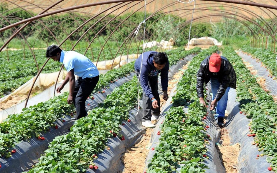 Ηλεία: Μετανάστες εργάτες στη Νέα Μανωλάδα #12. 