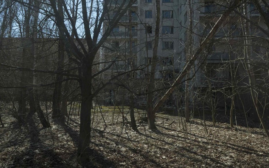 Τσερνόμπιλ: 27 χρόνια μετά #11. Στην πόλη - «φάντασμα» του Πριπιάτ έχουν αρχίσει να φυτρώνουν κάποια δέντρα.&nbsp;Σύμφωνα όμως με έκθεση, η ραδιενέργεια έχει επηρεάσει τα ζώα σε μεγαλύτερο βαθμό απ