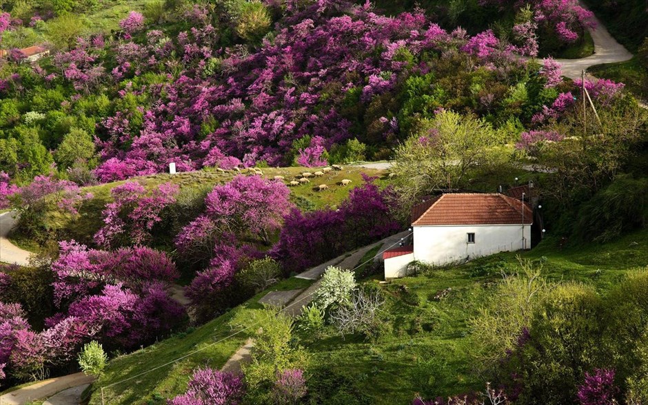 Στιγμιότυπα από την ανοιξιάτικη Θεσσαλία. Οι κουτσουπιές έχουν ανθίσει και δημιουργούν ένα πολύχρωμο τοπίο στα Κανάλια Καρδίτσας.