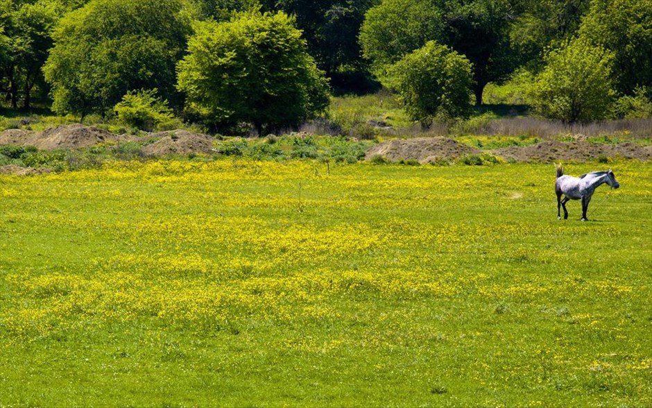 Στιγμιότυπα από την ανοιξιάτικη Θεσσαλία. Άλογο σε λιβάδι λίγο έξω από την πόλη της Καρδίτσας.