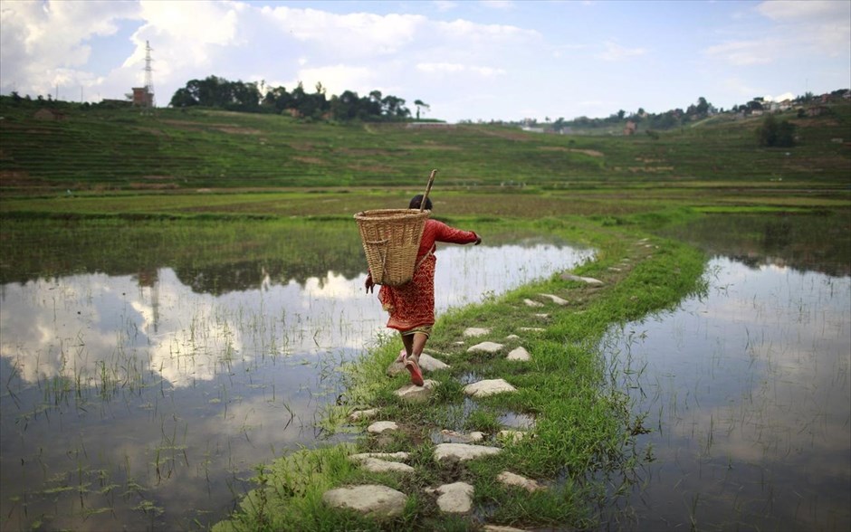 Νεπάλ: Στο δρόμο προς το χωράφι . Μια αγρότισσα περπατά προς το χωράφι της στο Λαλιτπούρ του Νεπάλ, κουβαλώντας στην πλάτη της ένα καλάθι.