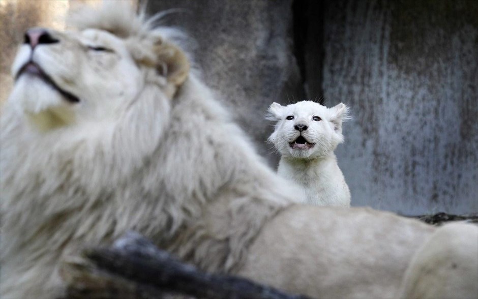 Λευκό λιονταράκι σε ζωολογικό κήπο στην Ολλανδία. Ένα λευκό λιονταράκι, το οποίο γεννήθηκε στις 6 Μαρτίου, εμφανίζεται για πρώτη φορά στους επισκέπτες του ζωολογικού κήπου Ouwehands στην Ολλανδία.