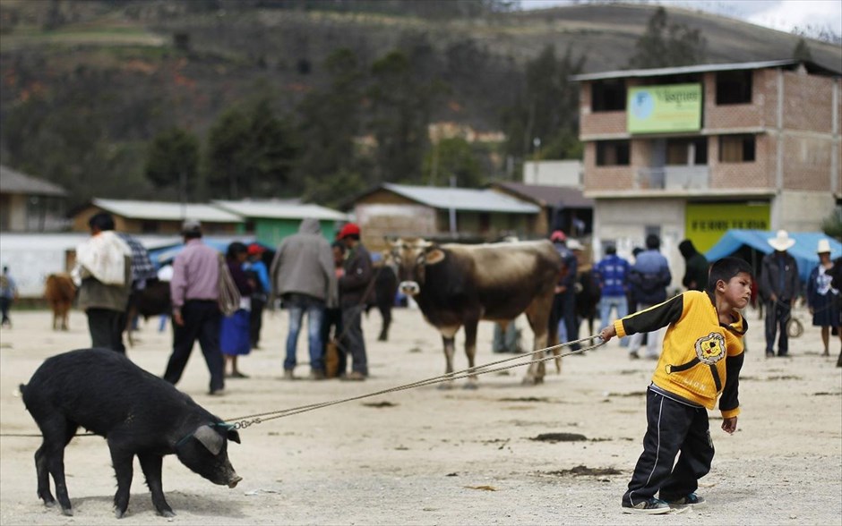 Καθημερινή ζωή στο Περού. Ένα γουρουνάκι αντιστέκεται στο τράβηγμα ενός μικρού αγοριού που το οδηγεί στην ανοιχτή αγορά του Σελεντίν, στη βόρεια επαρχία του Περού, Κατζαμάρκα.