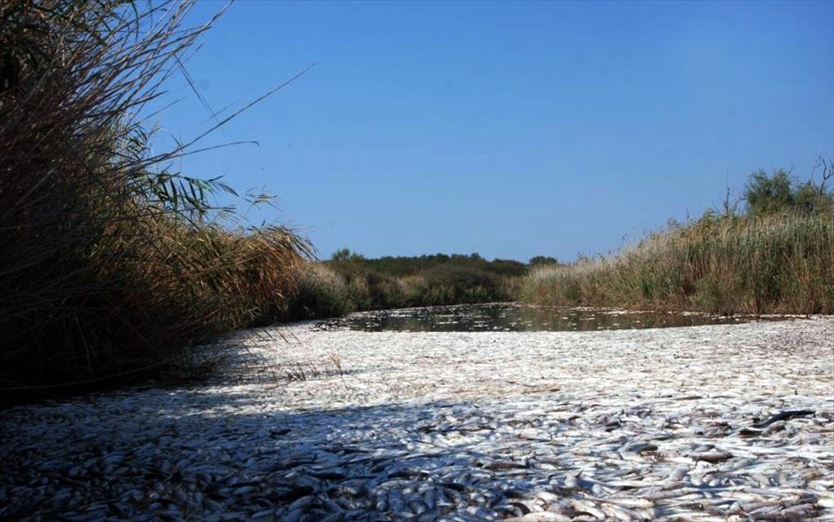 Νεκρά ψάρια στη λίμνη Ισμαρίδα. Συνεργάτες του Δημοκρίτειου Πανεπιστημίου Θράκης, που πραγματοποιούσαν εργασίες λήψεις δειγμάτων υδάτων στα πλαίσια ερευνητικού προγράμματος, εντόπισαν μεγάλο αριθμό νεκρών ψαριών εντός της Λίμνης Ισμαρίδας.
Οι πρώτες μετρήσεις έδειξαν ότι επικρατούν συνθήκες έλλειψης οξυγόνου, από άγνωστη μέχρι στιγμής αιτία, ενώ οι ειδικοί απέρριψαν αρχικά το ενδεχόμενο τα νεκρά ψάρια να προέρχονται από παράνομη αλιεία με χρήση δυναμίτη. Η εκτίμηση του αριθμού των νεκρών ψαριών ανέρχεται σε πολλές χιλιάδες.