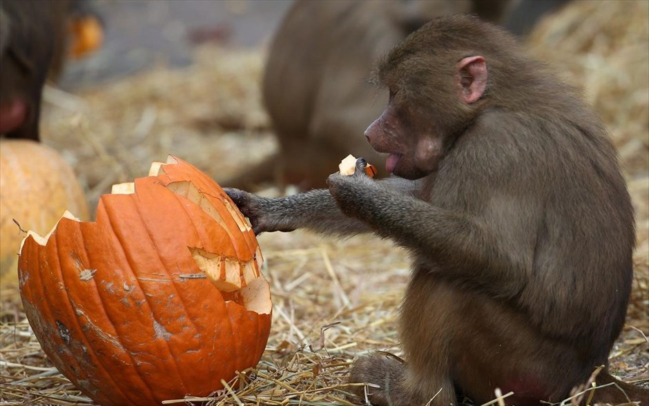 Γεύμα σε κλίμα Halloween στο ζωολογικό κήπο του Αμβούργου. Ενας μπαμπουίνος τρώει ένα κομμάτι από κολοκύθα, σκαλισμένη ενόψει του Halloween, στο ζωολογικό κήπο Χάγκεμπεκ, στο Αμβούργο.